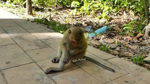 Monkey Royston tries lying on the ground for Rainbow grooming but RB no care