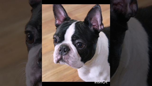 Щенки БОСТОН ТЕРЬЕР. смотреть онлайн