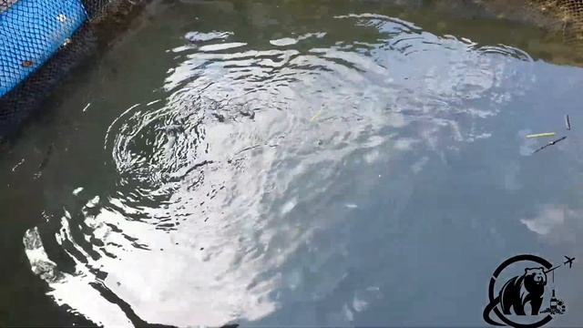 floating fish farm langkawi - fish farm at kilim river (mangrove tour, langkawi) смотреть онлайн