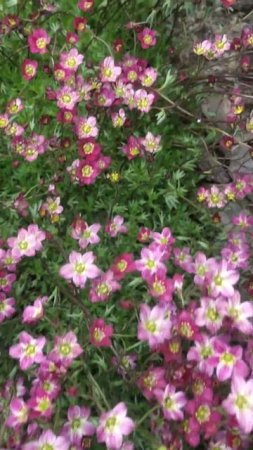 Камнеломка Арендса #цветы #garden #flowers #сад