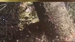 Пила аккумуляторная 12 дюймов DNESTR