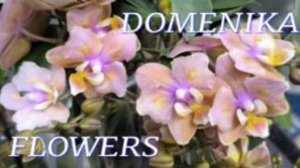 №1058/ СВЕЖАЯ поставка КРАСИВЫХ орхидей в с/ц DOMENIKA FLOWERS