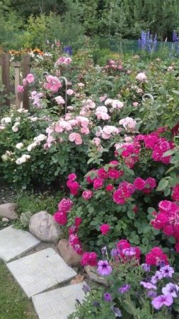 Сад в цвету #roses #garden #flowers #цветы #сад
