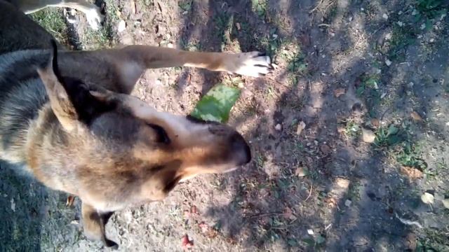 Собака любит есть арбуз смотреть онлайн