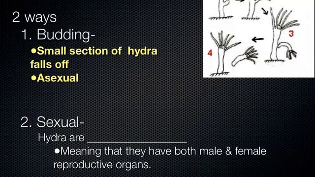 SCI 7/8 and SCI 7 - Hydra and Daphnia смотреть онлайн