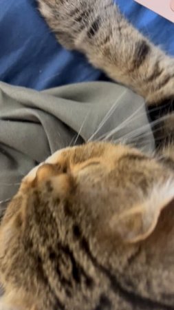 Шотландская вислоухая кошка милая 😻