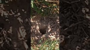 шершни роют гнездо под землёй