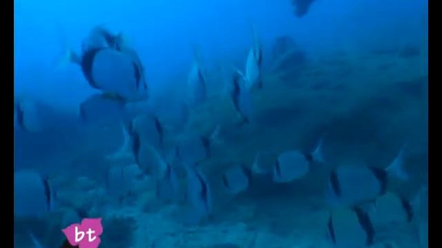 Scuba Diving in Kaş, Turkey by Bougainville Travel смотреть онлайн