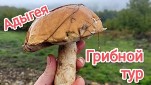 Адыгея. В поисках грибов