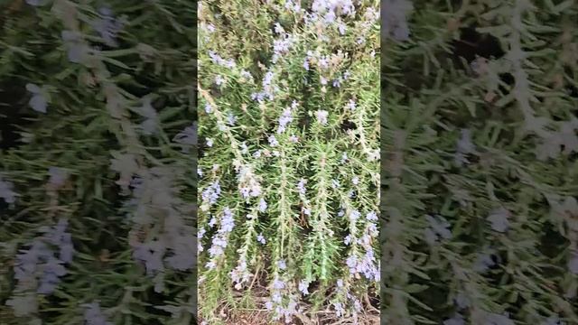 Утро и пчёлы... #nature смотреть онлайн