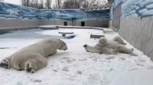 💞 Ранняя весна – брачный сезон у белых медведей