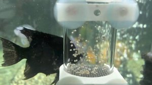 Нерест астронотусов. Как спасти икру.