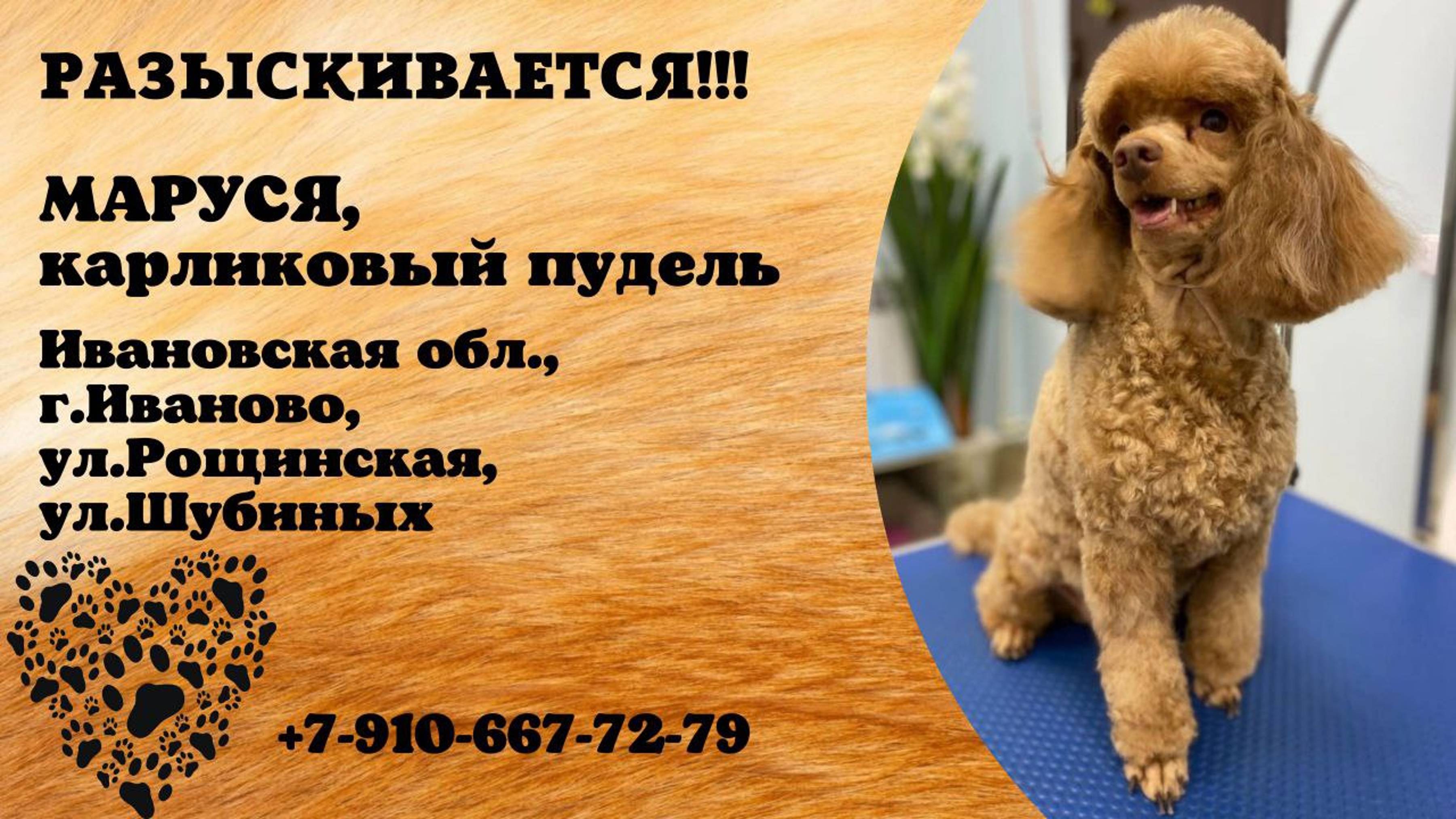 Пропала собака! МАРУСЯ. Карликовый пудель. Ивановская обл, г. Иваново