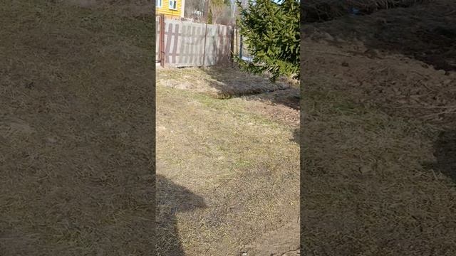 Очередной горе заводчик у нас в деревне. смотреть онлайн