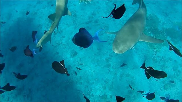 Shark Surfing Bora Bora смотреть онлайн