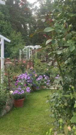 Розы. Начало первой волны #розы #сад #roses #garden