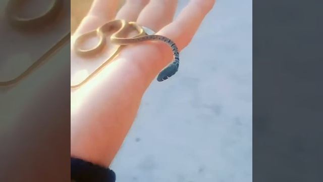 Оливковый полоз. смотреть онлайн