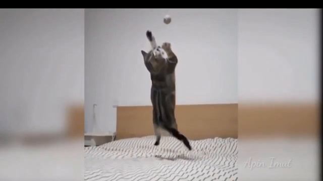 Смешные Коты и Кошки 12Приколы с Котами и КошкамиПриколы с Животными 2022