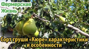 Сорт груши Кюре характеристики и особенности