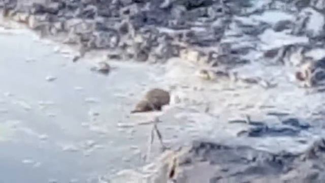 Tatar Cinema International КАРЛИКОВАЯ ЦАПЛЯ Соль-Илецк смотреть онлайн