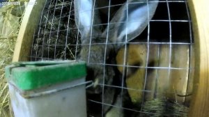 Пересадка бройлеров и перепелов.