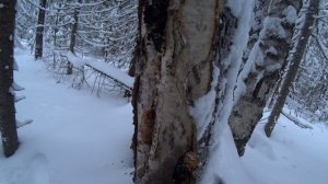 Утро после ночи в избе. Сработала жерлица. Собираю чагу за рекой. Почему не беру волокушу 4 серия