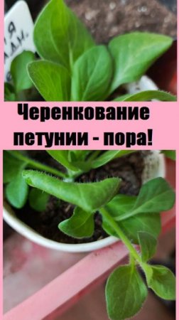 Как я черенкую петунии и переваливаю в большие горшочки!
