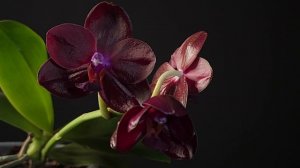 Phal. Mituo King Red Pepper