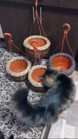 Люся оценивает кашпо.