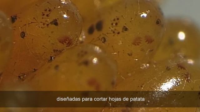 FMC Rynaxypyr y el Escarabajo de la Patata смотреть онлайн