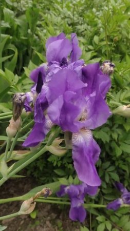1 июня Ирисы в ожидании дождя #flowers #цветы #garden #сад
