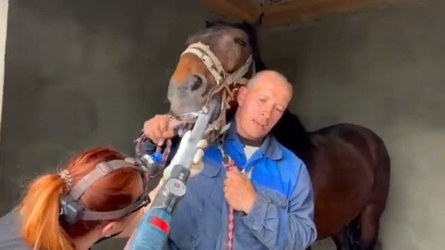 #ветеринарнаямедицина #кони #ветеринария #horse #лошади #animals #vet #funny
