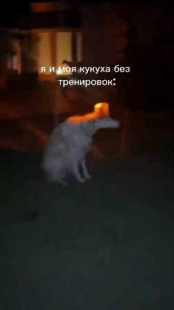 Бот, который научит тебя прыгать на скакалке ТГ: @Margo_Weird_jumprope_Bot #скакалка #jumprope #урок