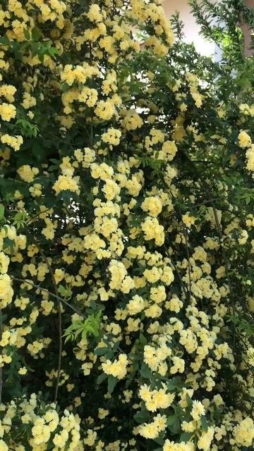 Роза Леди Бэнкс.