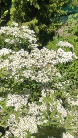 Спирея серая Грефшейм с медовым ароматом #garden #flowers #nature