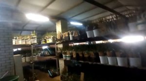 Зимовка саженцев в 2023 году