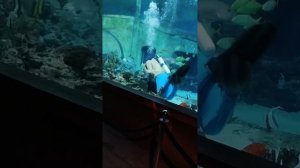 Океанариум Воронеж купить билеты на шоу, показательное выступление Нептун по расписанию, отзывы