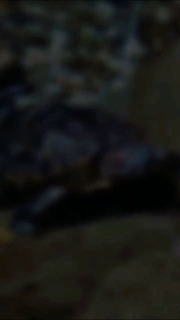 смертельный укус #милан #миланаабубакирова #тварь #крокодилы #змеи #ужасныеживотные #гадост # смотреть онлайн