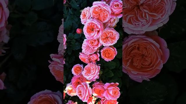 Роза Мери Энн. Mary Ann смотреть онлайн