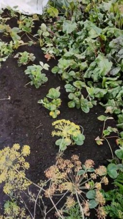 Огородные работы в начале сентября