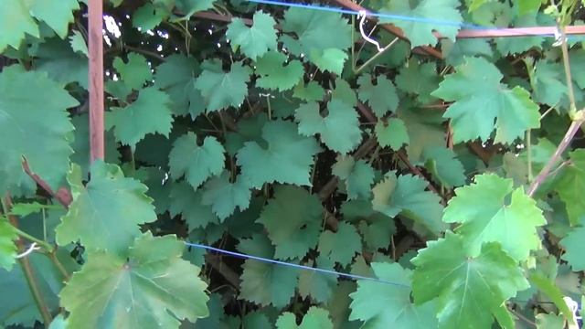 АВГУСТ на ВИНОГРАДНИКЕ. ЧЕМ "БОЛЕЮТ" ЛИСТЬЯ. КАК КОРМИТЬ КАЛИЕМ И КАЛЬЦИЕМ смотреть онлайн