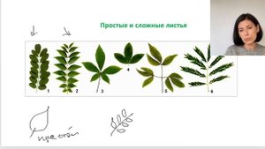 7 МОДУЛЬ Ботаника. Органы растения. Побег (стебель и листья)