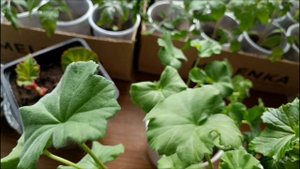 Рассада на 1 апреля 🍅🌶🌸