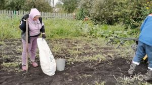 Копаем картофель урожай 2024 года! Сколько картофеля можно накопать в сырой год.