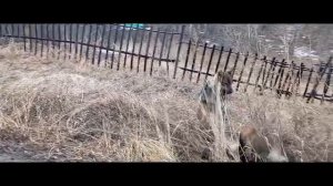 Собачки решили поиграть! #Собаки #Собачки #Игруны #Собачкиигруны!