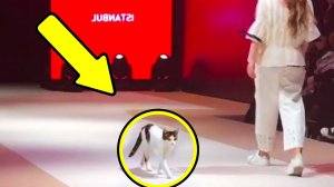 Этот Кот Ворвался На Подиум Модной Одежды, А Затем Произошло Нечто Невероятное!