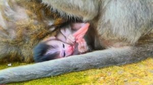 Очень маленькая, но уже весьма самодостаточная обезьянка 1000043617.mp4