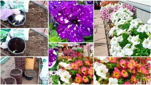 Готовлю грунт для петуний. Что нужно чтобы петуния цвела все лето пышными шапками!?