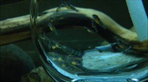 развитие икры   икра, личинка, малек