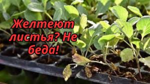Как быстро сделать пожелтевшие растения изумрудно-зелёными!